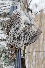 Image showing  hunting for a hazel grouse