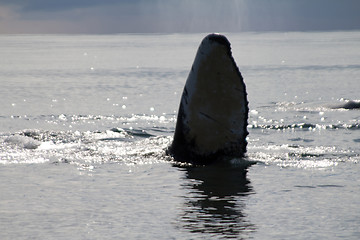 Image showing humpback whale (lat. Megaptera novaeangliae)