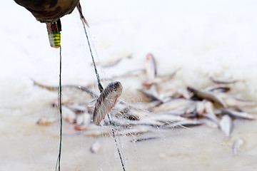 Image showing winter  marine net