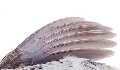 Image showing plumage of a hazel grouse