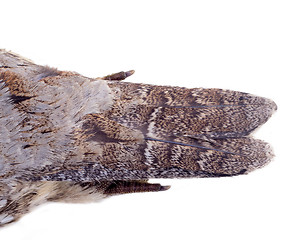 Image showing plumage of a hazel grouse