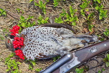 Image showing hunting  a hazel grouse