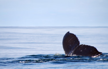 Image showing humpback whale (lat. Megaptera novaeangliae)