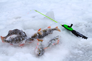 Image showing winter perch fishing leisure