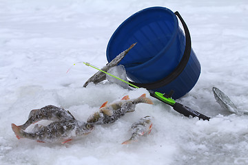 Image showing winter perch fishing leisure
