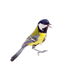 Image showing Various great tit