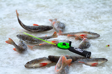 Image showing winter perch fishing leisure