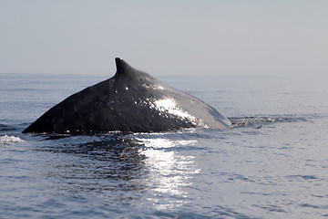 Image showing humpback whale (lat. Megaptera novaeangliae)