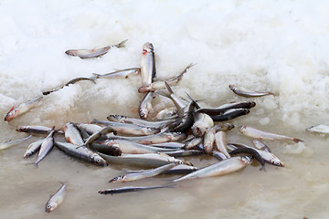 Image showing  smelt