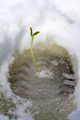 Image showing traces of spring