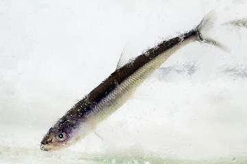 Image showing smelt in the winter under ice (Osmerus eperlanus)