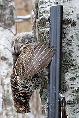 Image showing  hunting for a hazel grouse