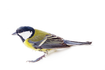 Image showing Great tit,  isolated