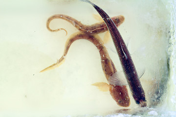 Image showing smelt in the winter under ice (Osmerus eperlanus)