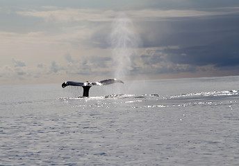 Image showing humpback whale (lat. Megaptera novaeangliae)