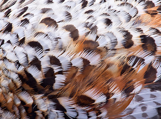 Image showing plumage of a hazel grouse