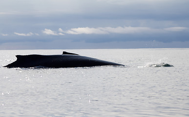 Image showing humpback whale (lat. Megaptera novaeangliae)