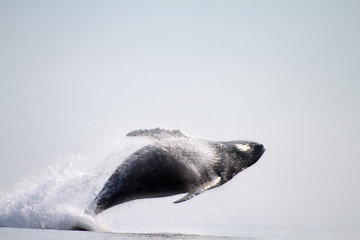 Image showing humpback whale (lat. Megaptera novaeangliae)