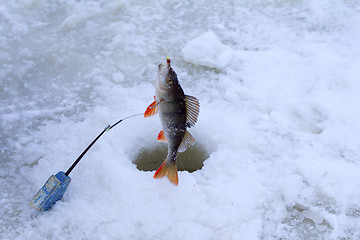 Image showing winter perch fishing leisure