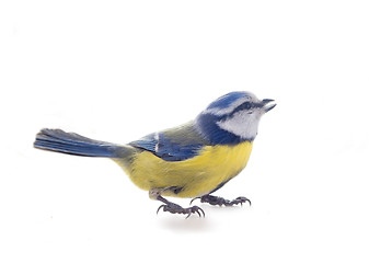 Image showing Cyanistes caeruleus