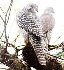 Image showing Very rare bird: pair of White gyrfalcon