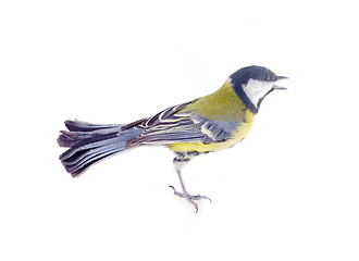 Image showing Various great tit