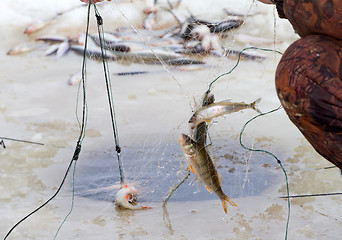 Image showing winter  marine net