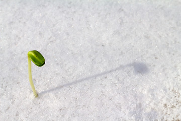 Image showing spring start