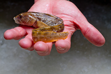 Image showing mother-of-eels