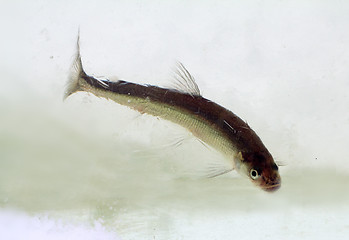 Image showing smelt in the winter under ice (Osmerus eperlanus)