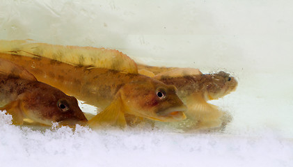 Image showing mother-of-eels in the winter under ice (Zoarces viviparus)