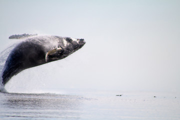 Image showing humpback whale (lat. Megaptera novaeangliae)