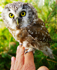 Image showing Owl (Aegolius funereus)