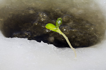 Image showing first plants