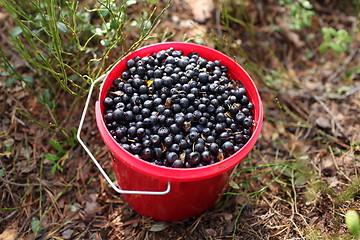 Image showing bucket of blueberries