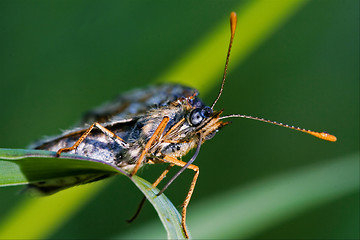 Image showing front of wild brown orange 