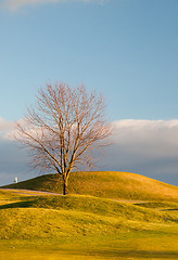 Image showing Lonely tree on the golf course 