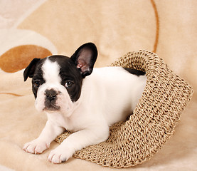 Image showing French bulldog puppy