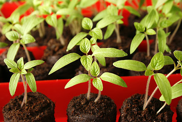 Image showing Green seedling