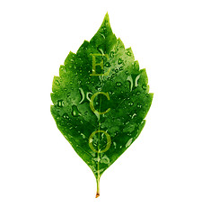 Image showing Green leaf 