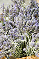 Image showing Lavender