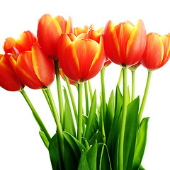 Image showing Fresh tulips in boots