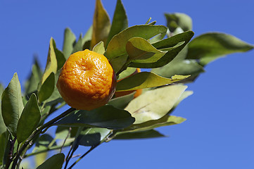 Image showing Mandarin