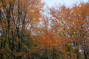 Image showing magic autumn forest