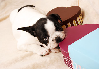 Image showing French bulldog puppy