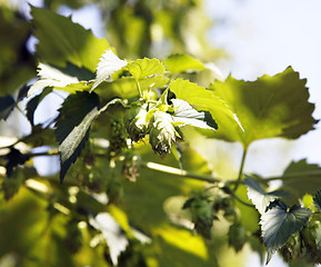 Image showing Plant hops 