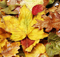 Image showing Leaves