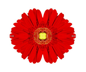 Image showing Red gerbera