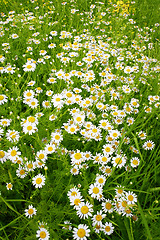 Image showing Daisies spring field