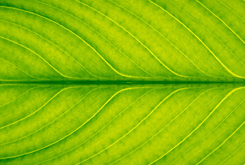 Image showing Green leaf